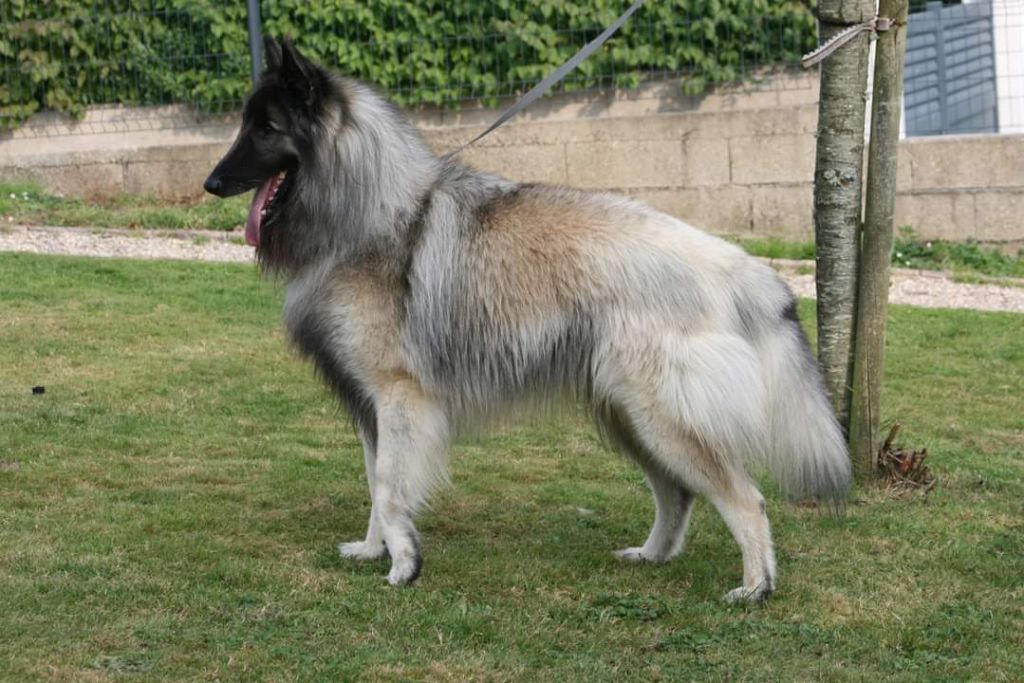 Junky Des Crinieres Aux Vents