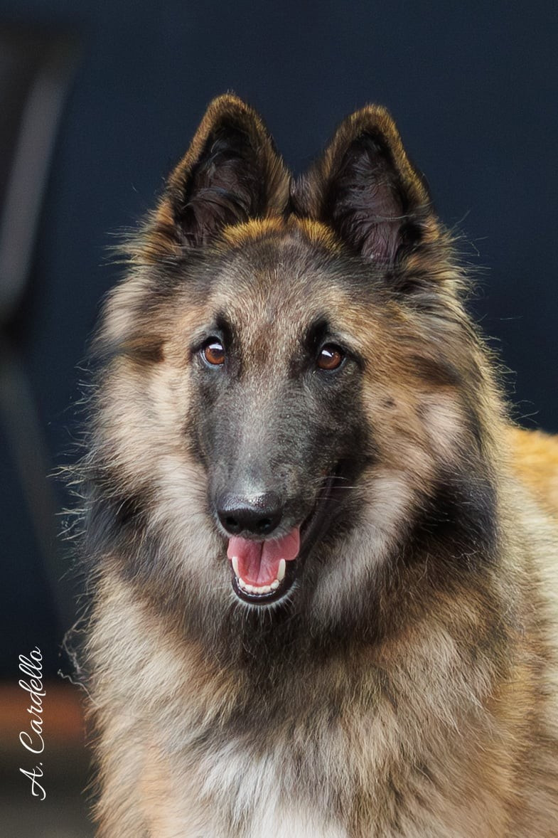 Ulwenn Des Crinieres Aux Vents