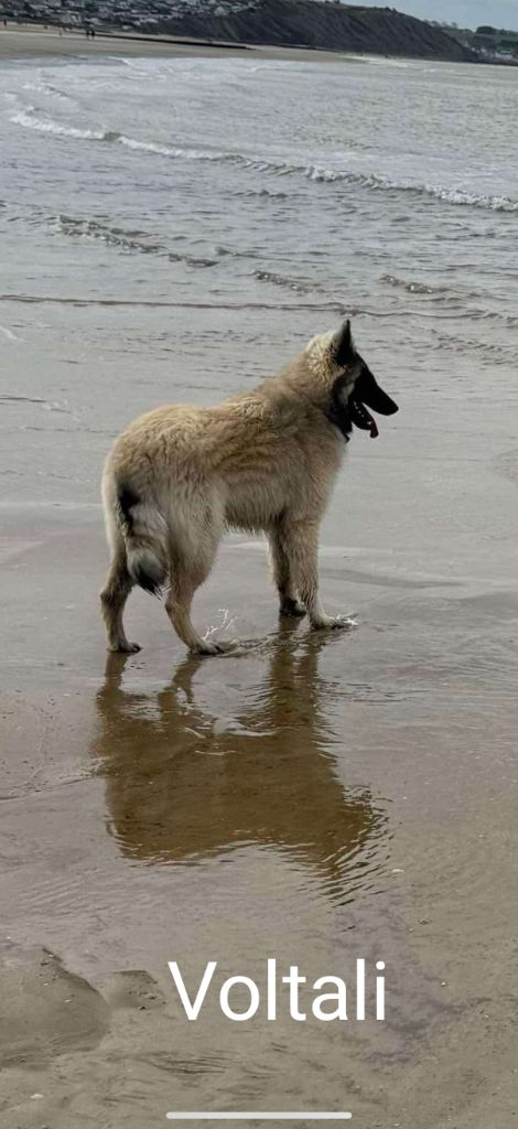Des Crinieres Aux Vents - Berger Belge - Portée née le 18/08/2024